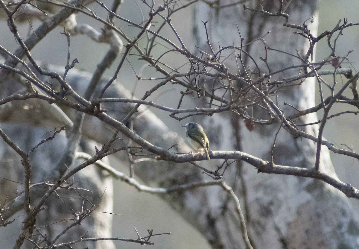 White-bellied Pygmy-Tyrant - ML626419720