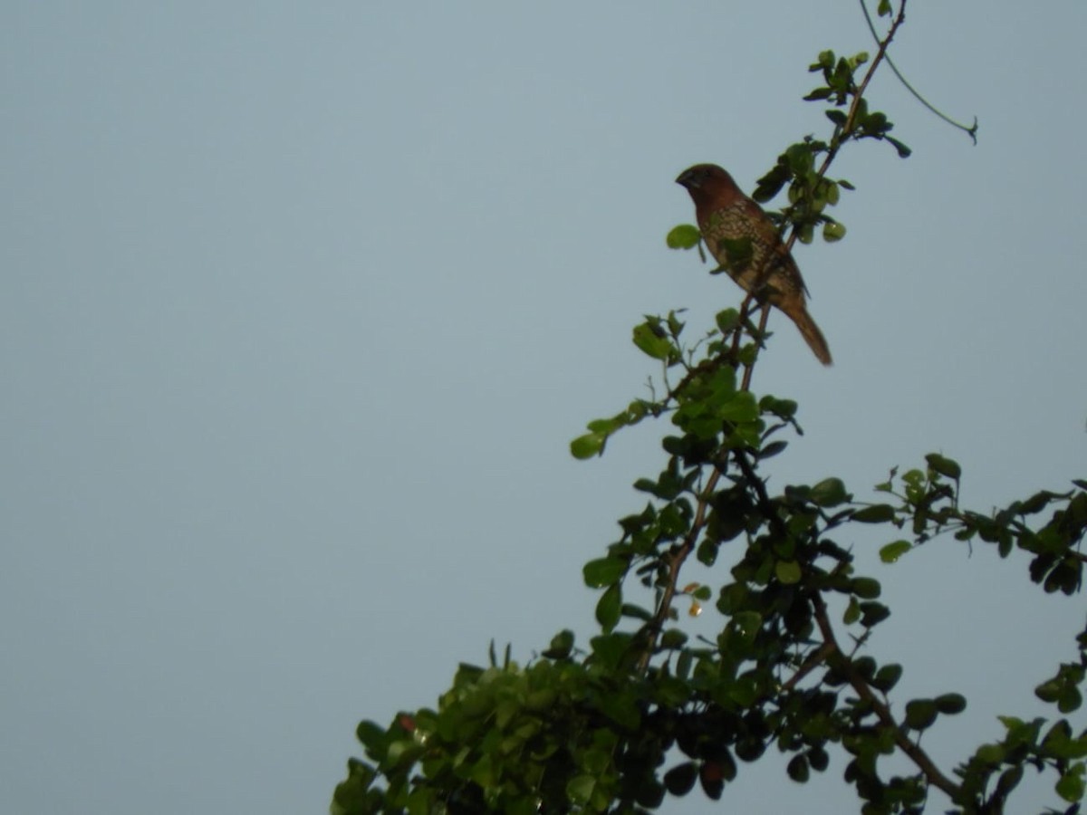 Scaly-breasted Munia - ML626419766