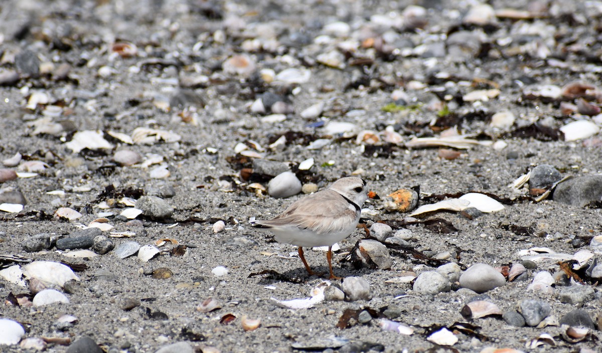 Piping Plover - ML626419783