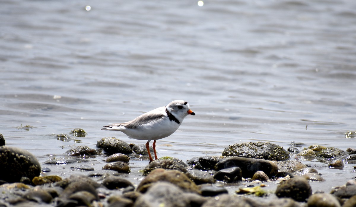 Piping Plover - ML626419784