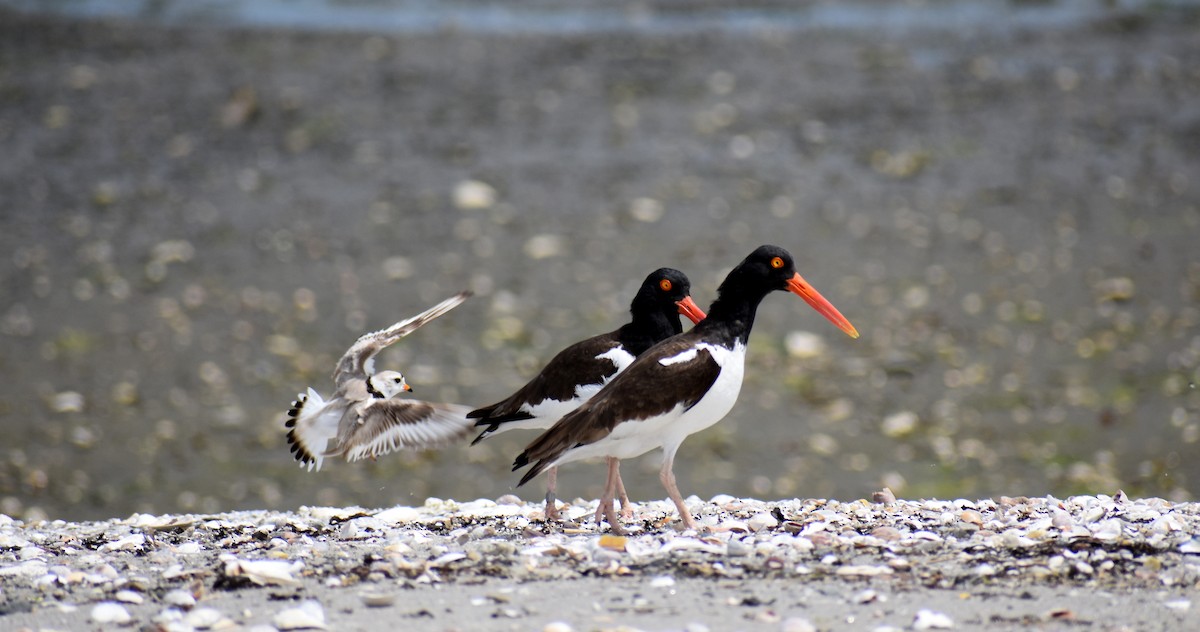 American Oystercatcher - ML626419787