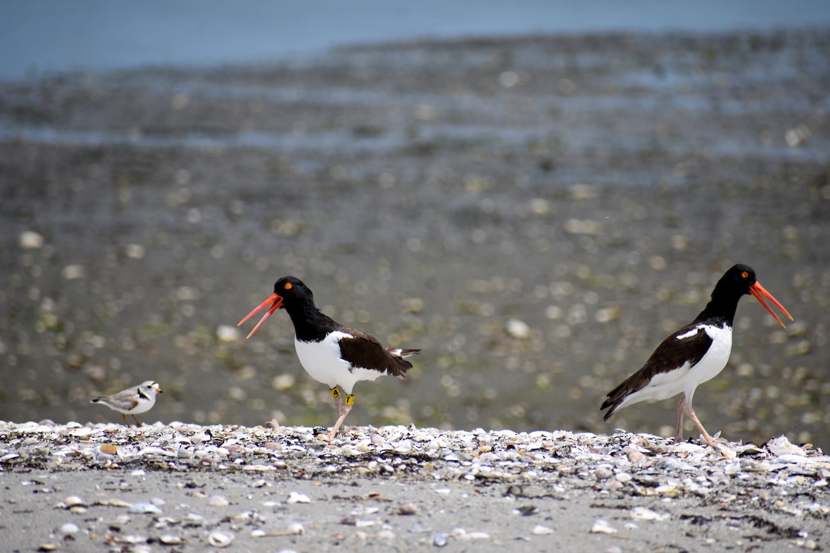 American Oystercatcher - ML626419788