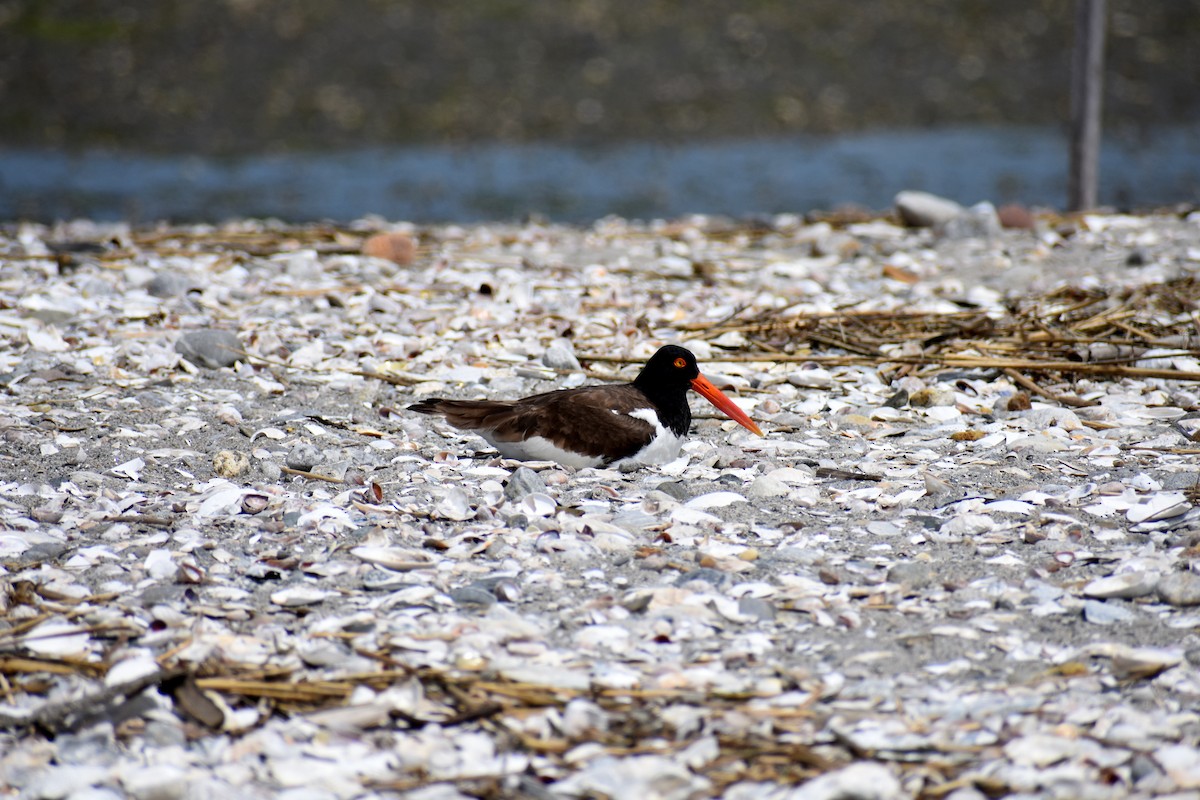 American Oystercatcher - ML626419789