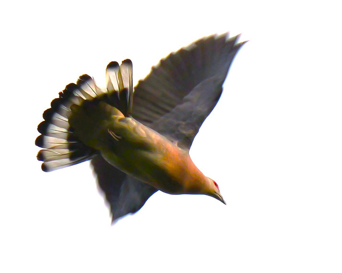 Afep Pigeon - ML626420047