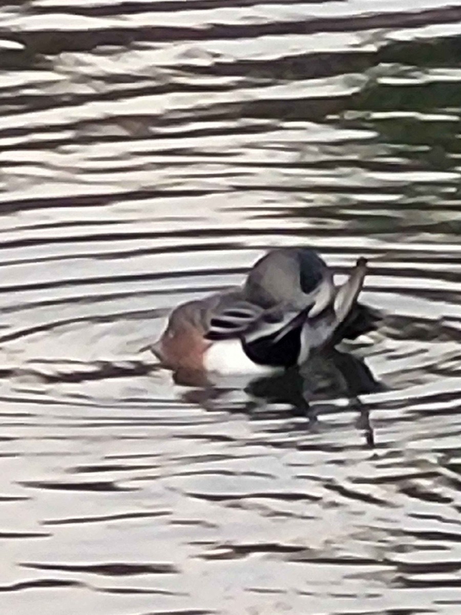 American Wigeon - ML626420060