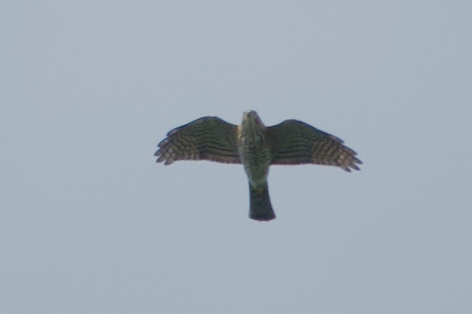 finkehauk - ML626420061