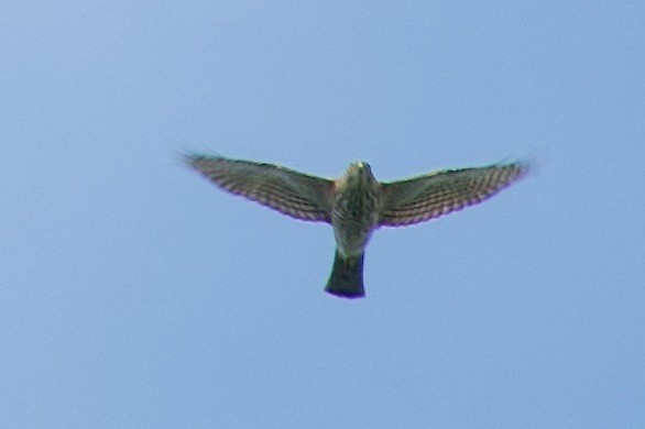 finkehauk - ML626420075