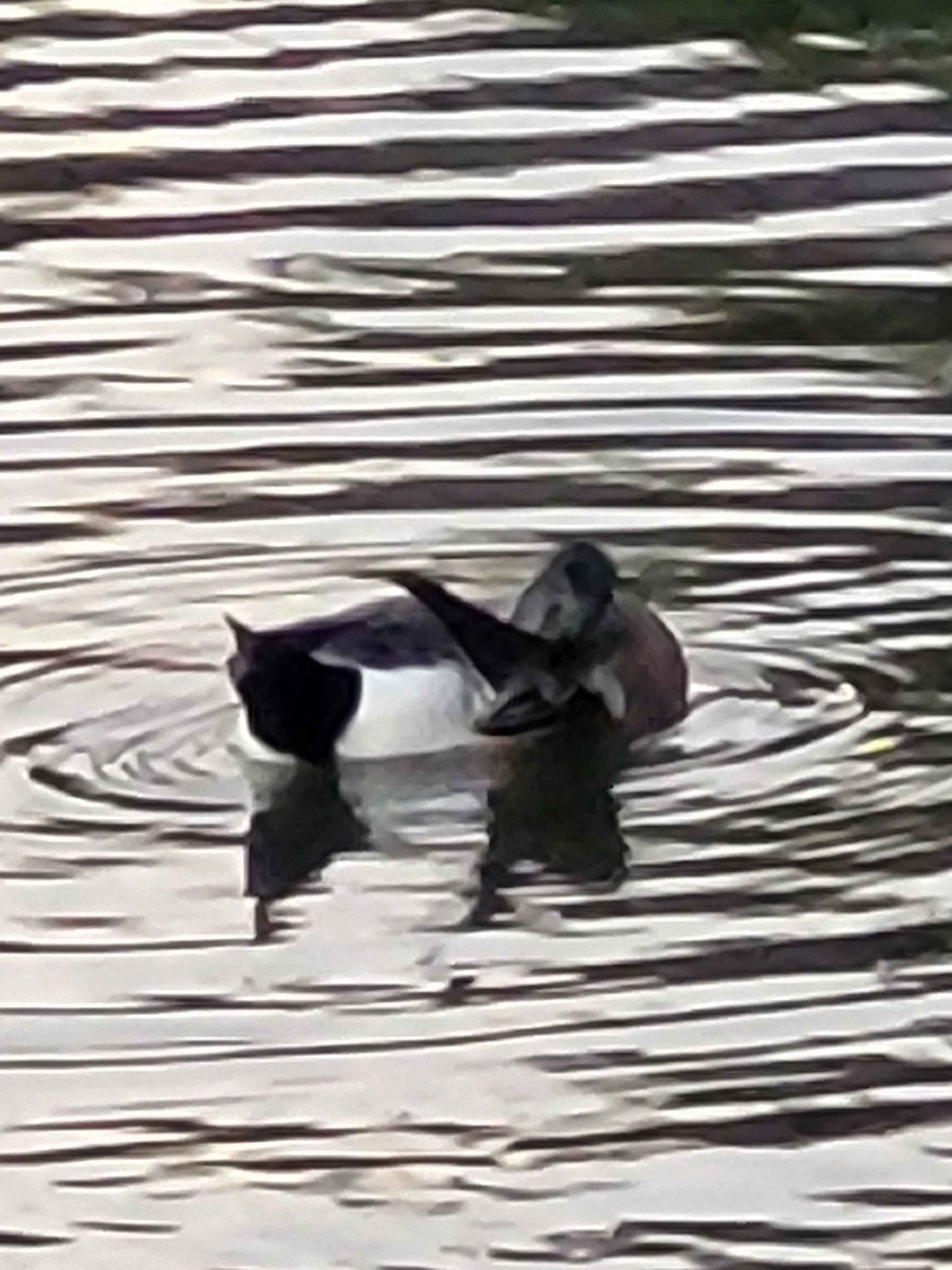 American Wigeon - ML626420105