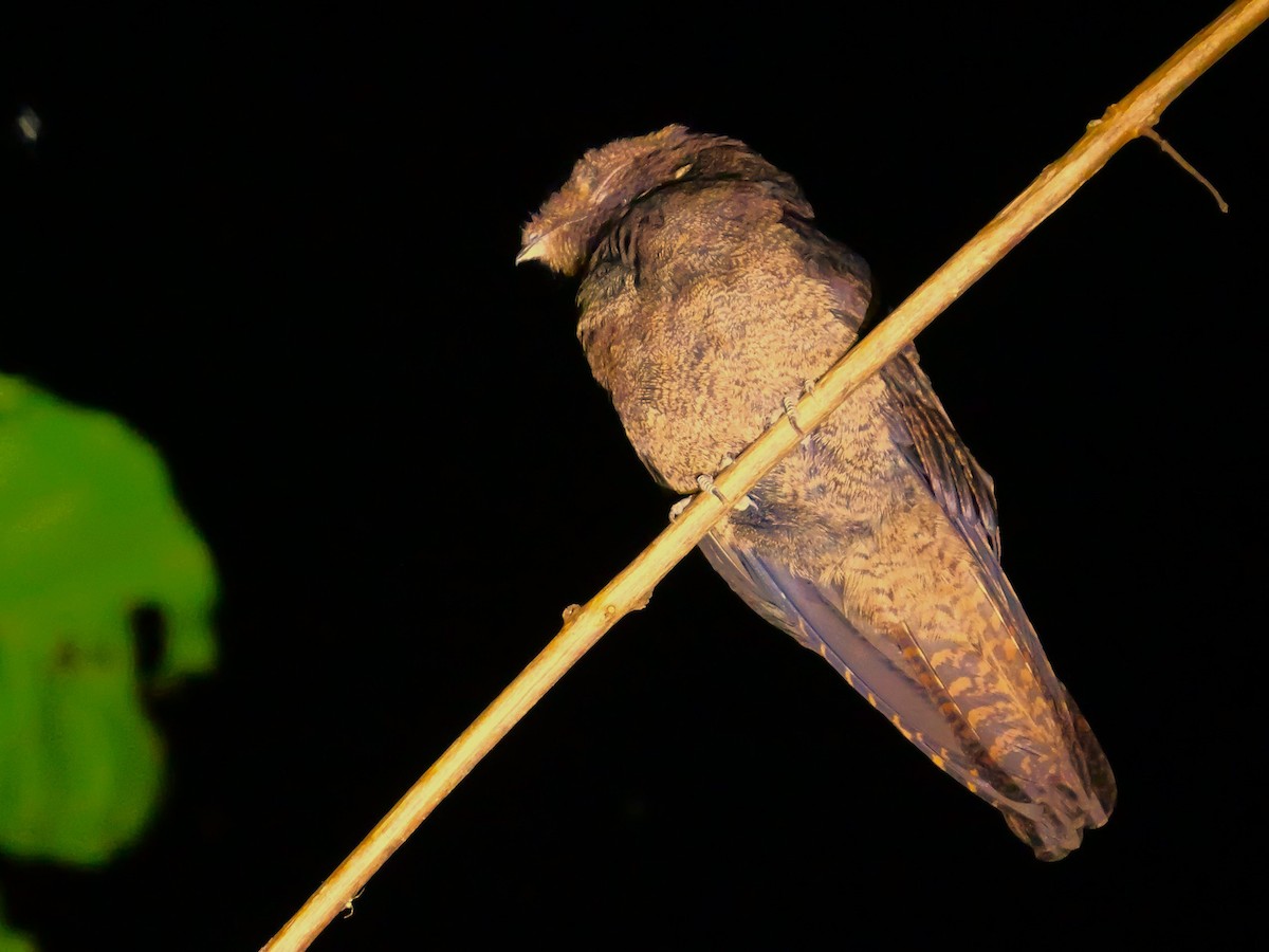 brunnattravn - ML626420155