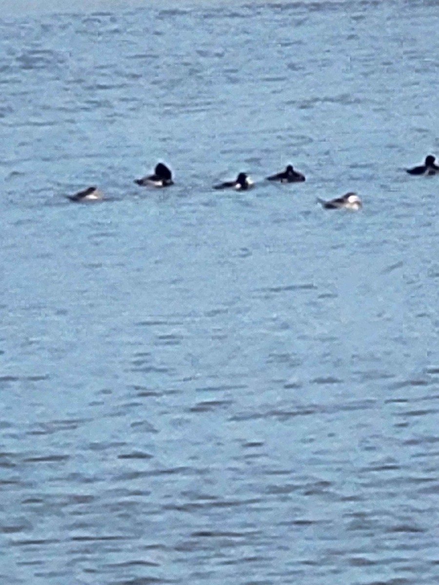 Ring-necked Duck - ML626420156