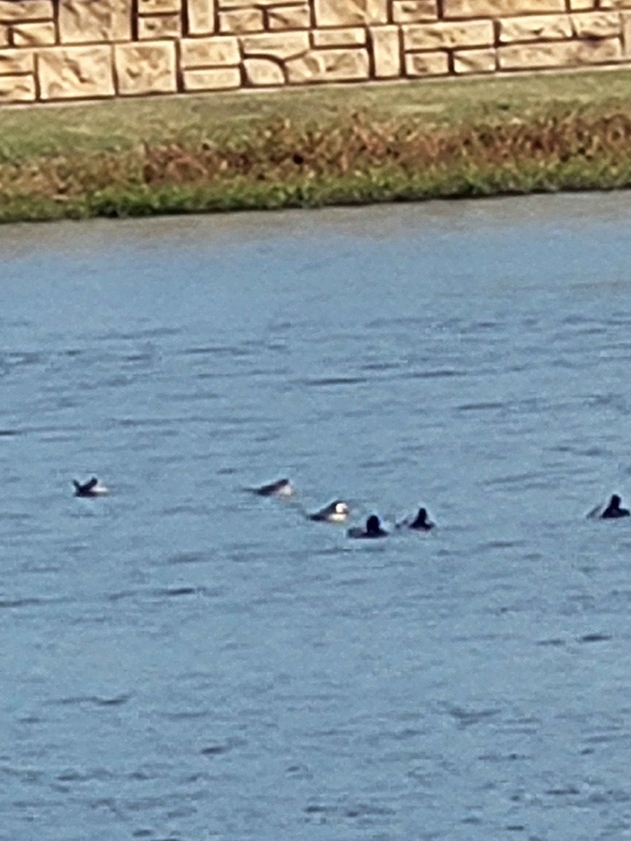 Ring-necked Duck - ML626420157