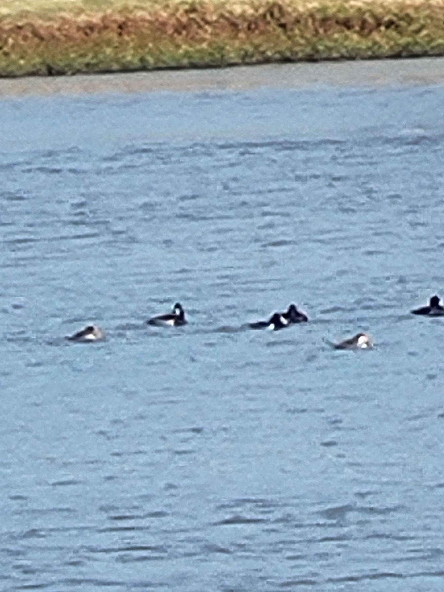 Ring-necked Duck - ML626420158