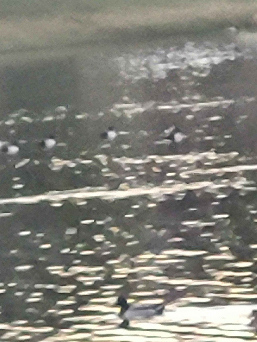 Lesser Scaup - ML626420192