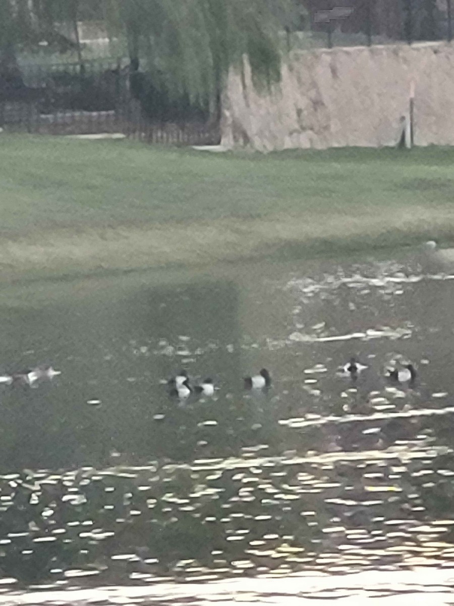 Lesser Scaup - ML626420193