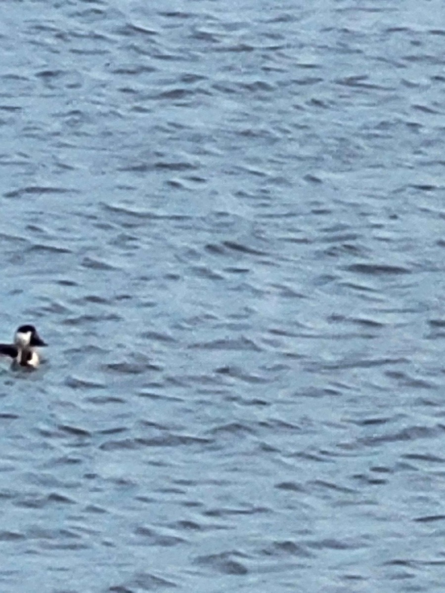 Ruddy Duck - ML626420219