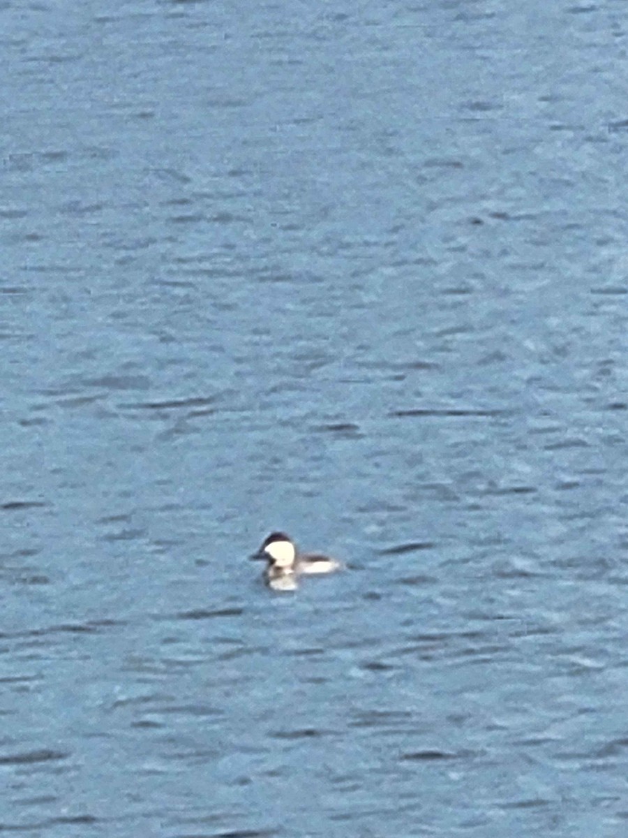 Ruddy Duck - ML626420220