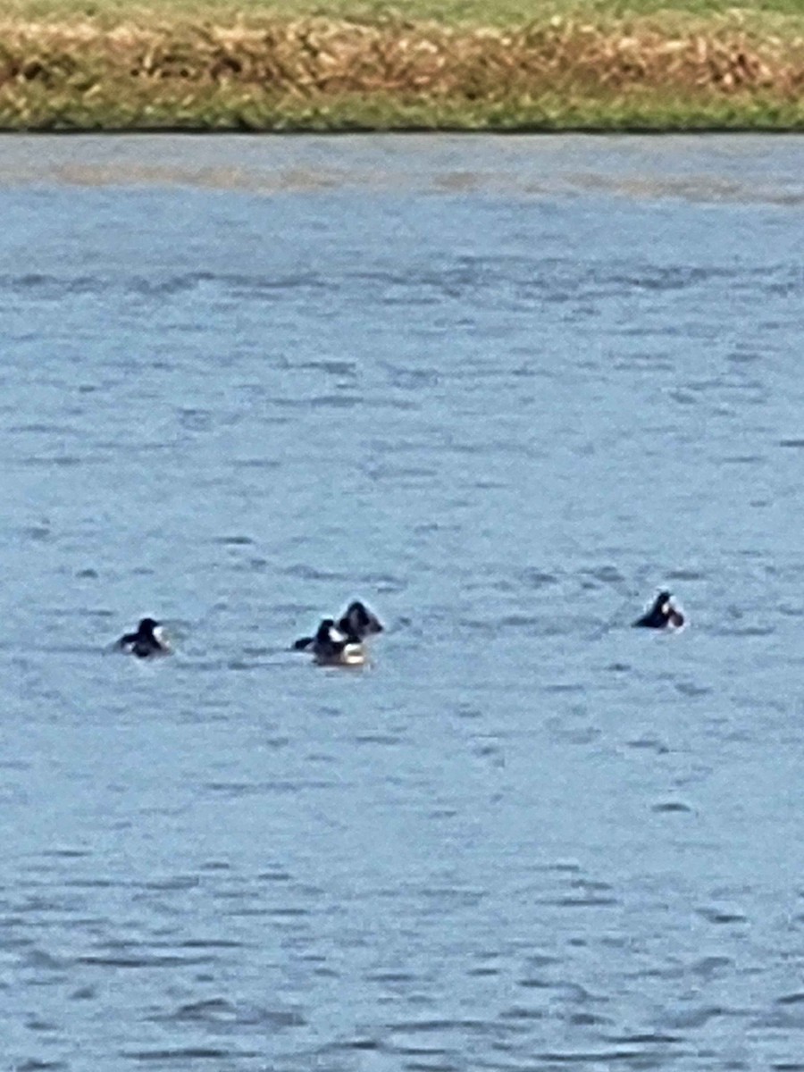Ruddy Duck - ML626420221
