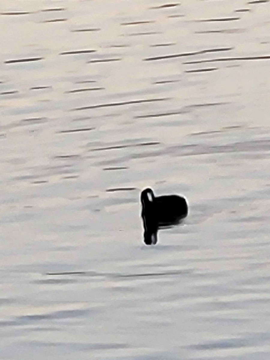 American Coot - ML626420230
