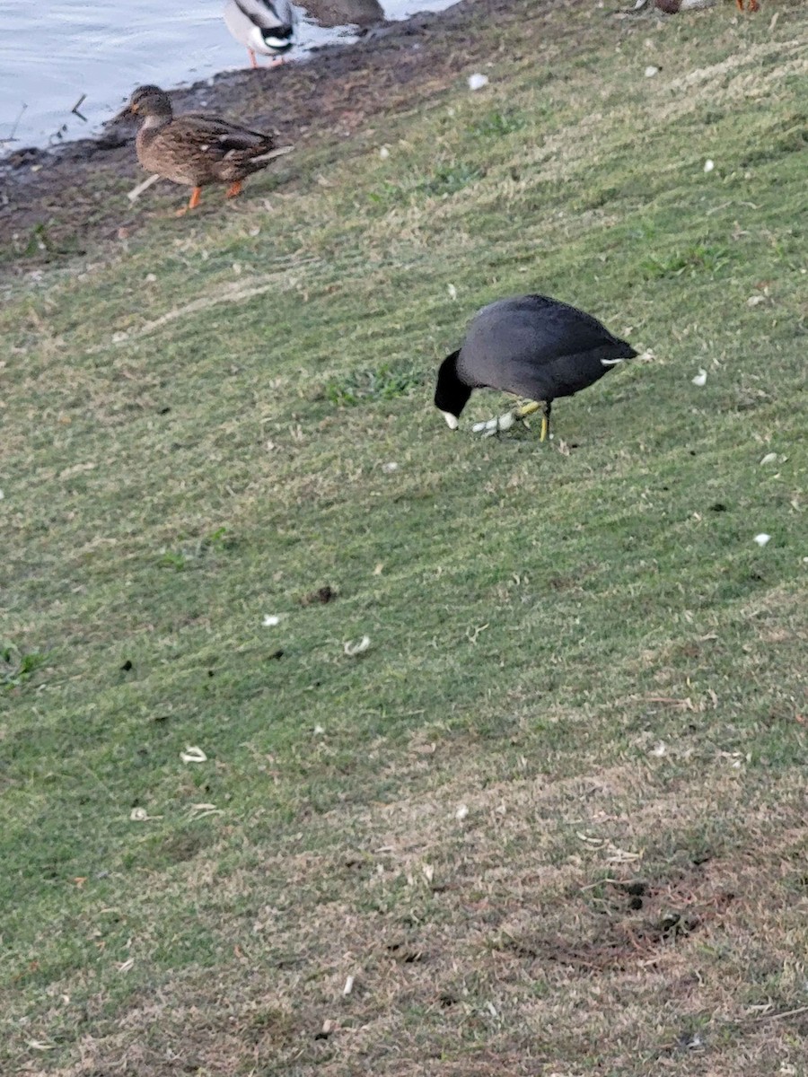 American Coot - ML626420231