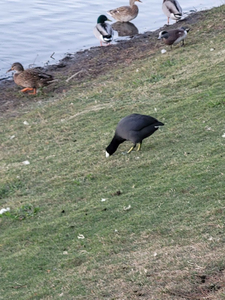 American Coot - ML626420232