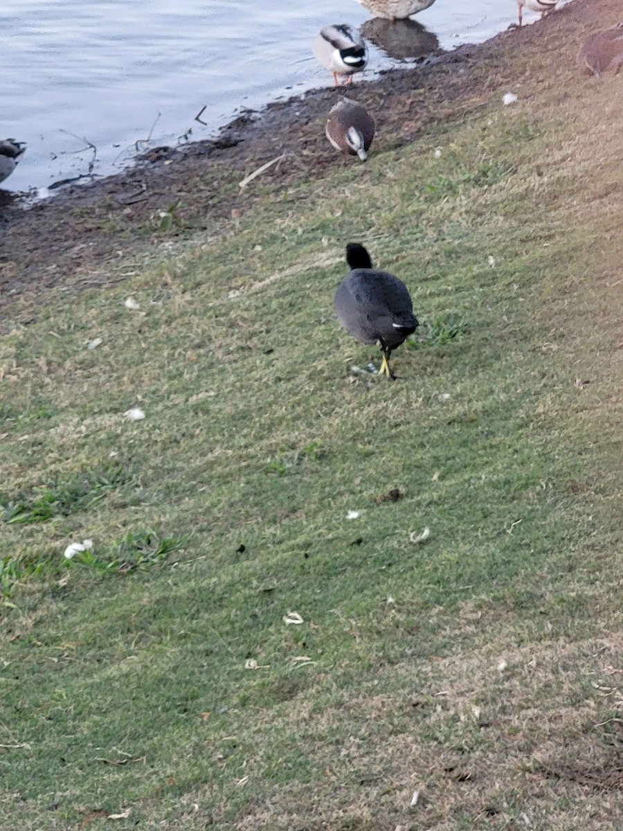 American Coot - ML626420233