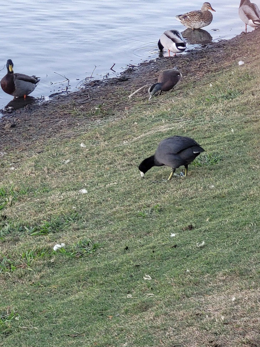 American Coot - ML626420234
