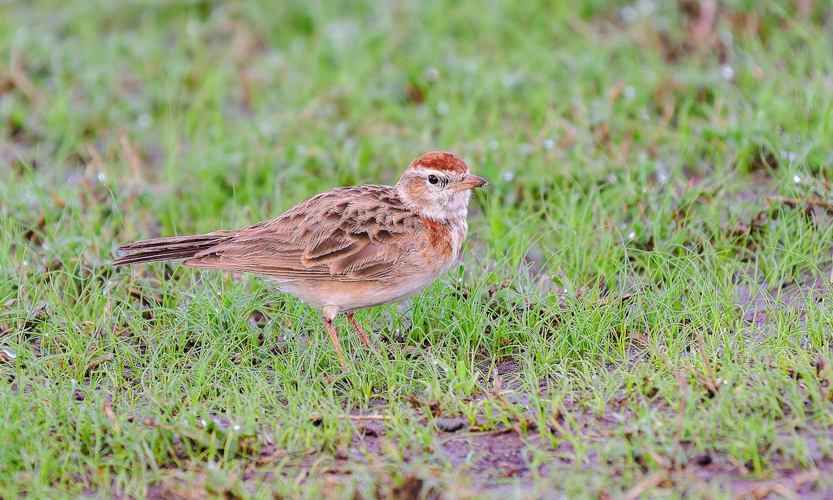 Red-capped Lark - ML626420556