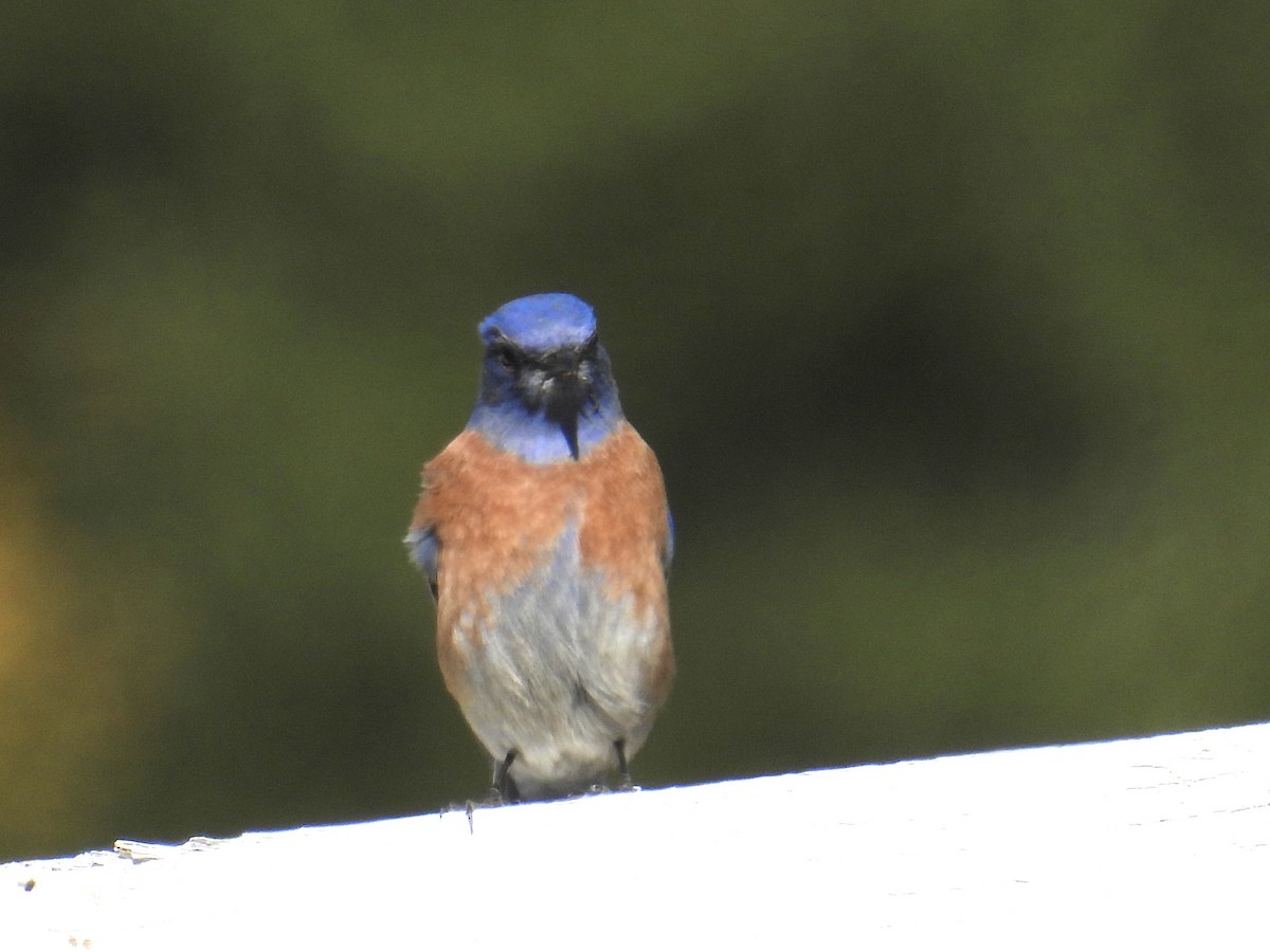 Western Bluebird - ML626420630