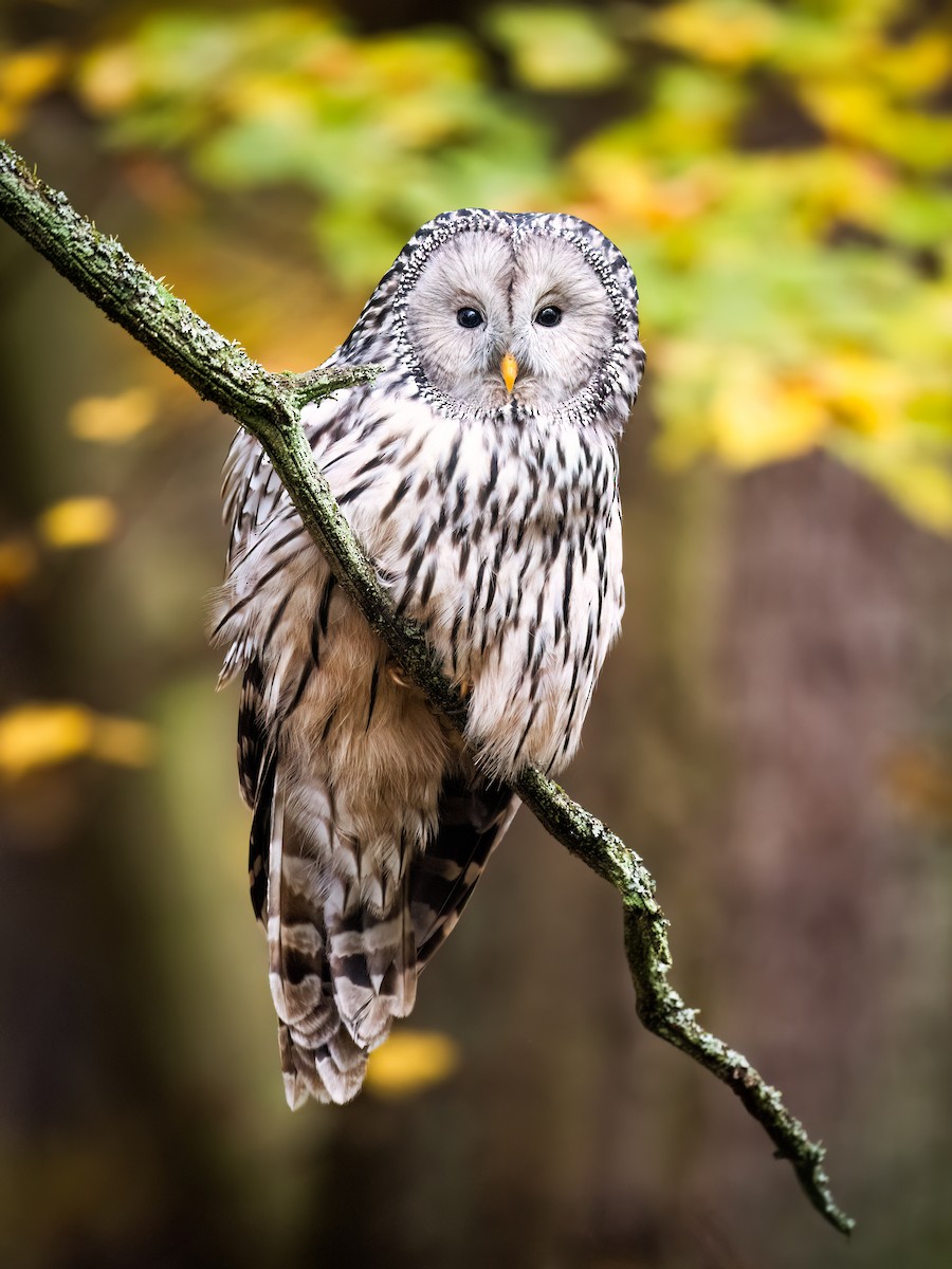 Ural Owl - ML626420814