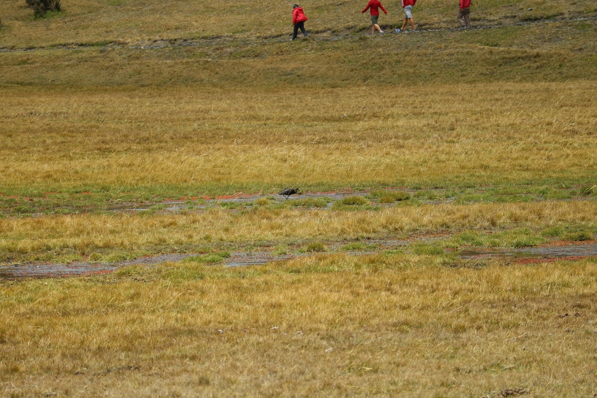 Puna Ibis - ML626420856