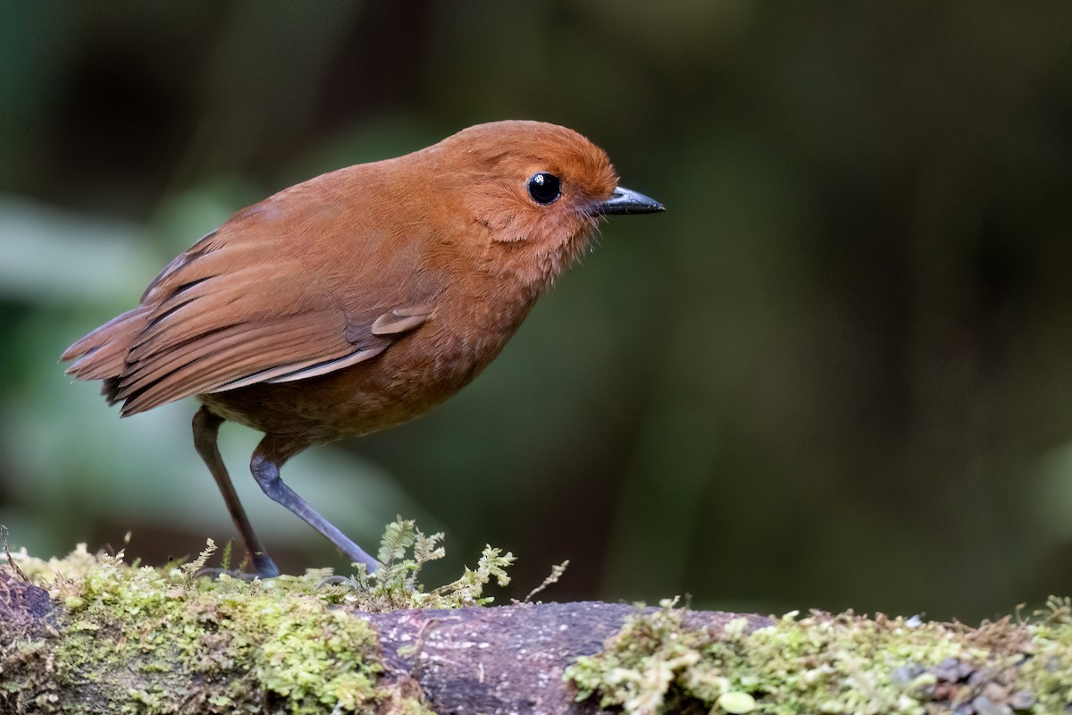 Chestnut Antpitta - ML626421200