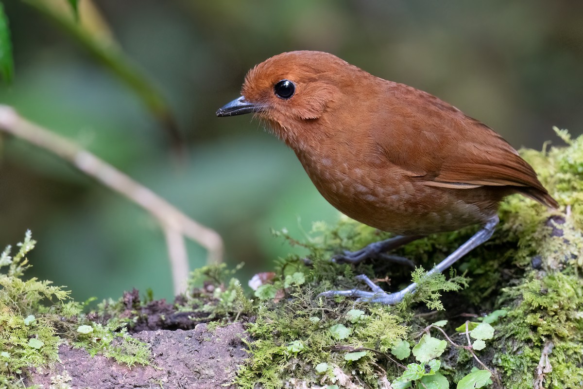 Chestnut Antpitta - ML626421201