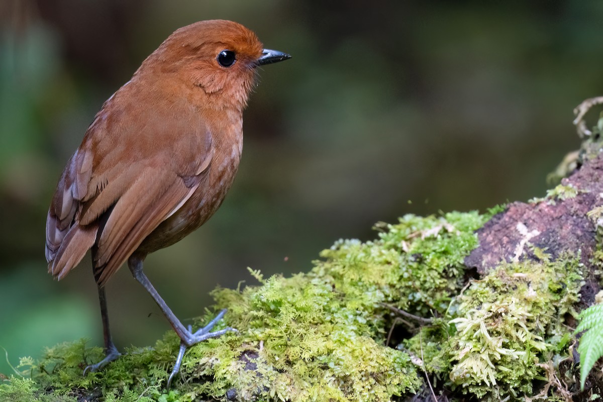 Chestnut Antpitta - ML626421202