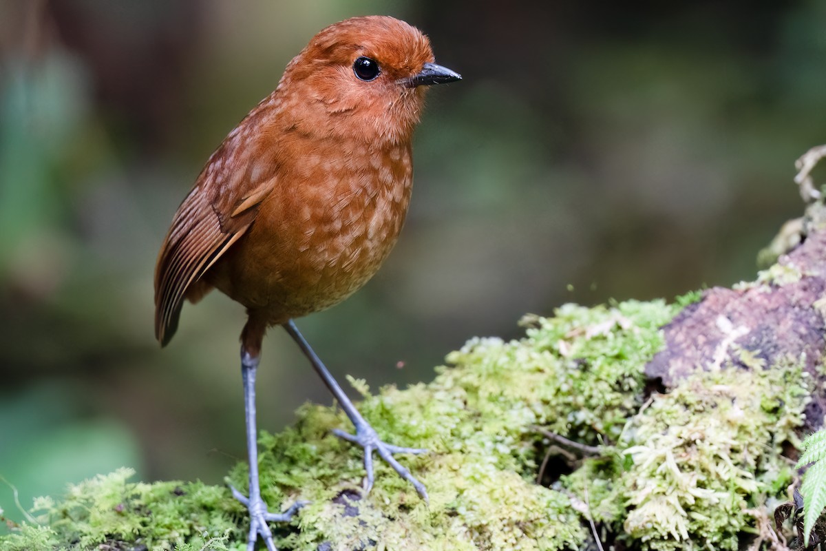 Chestnut Antpitta - ML626421203