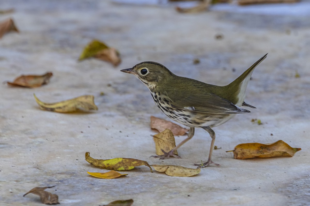 lesňáček zlatohlavý - ML626421227