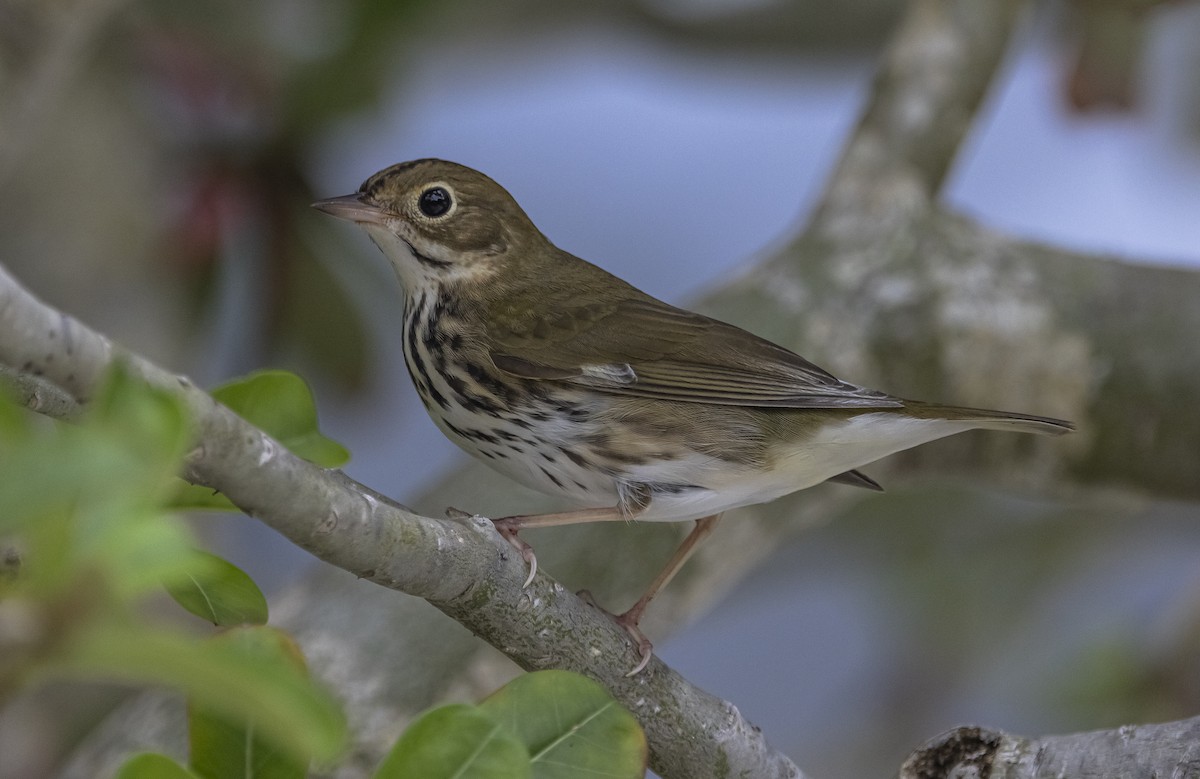 lesňáček zlatohlavý - ML626421228