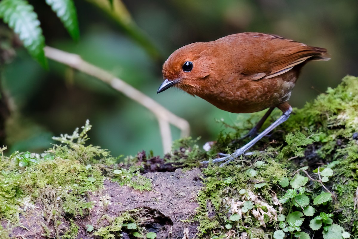 Chestnut Antpitta - ML626421241