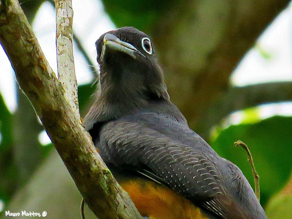 Yeşil Sırtlı Trogon - ML626421290