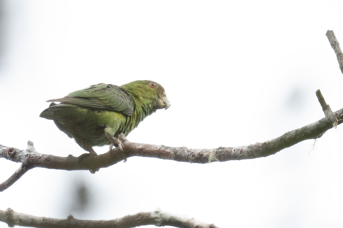 Spot-winged Parrotlet - ML626421306