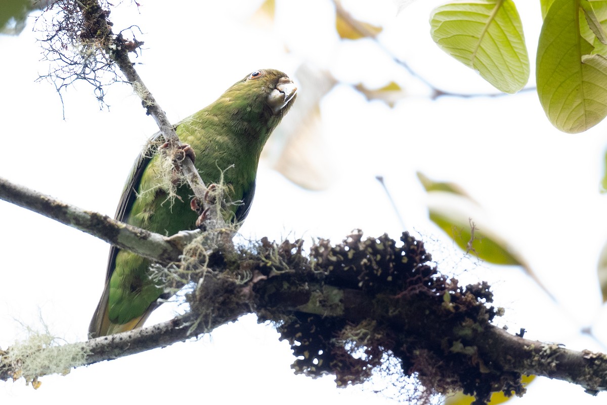 Spot-winged Parrotlet - ML626421307