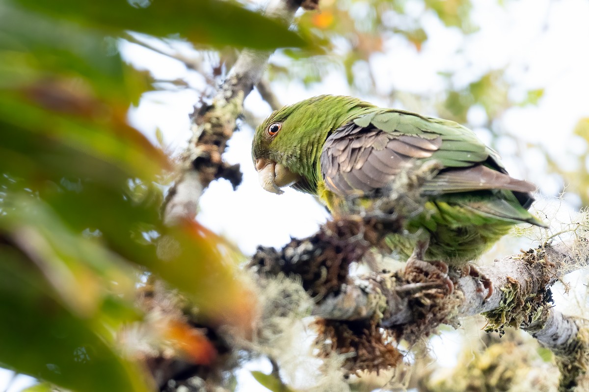 Spot-winged Parrotlet - ML626421308