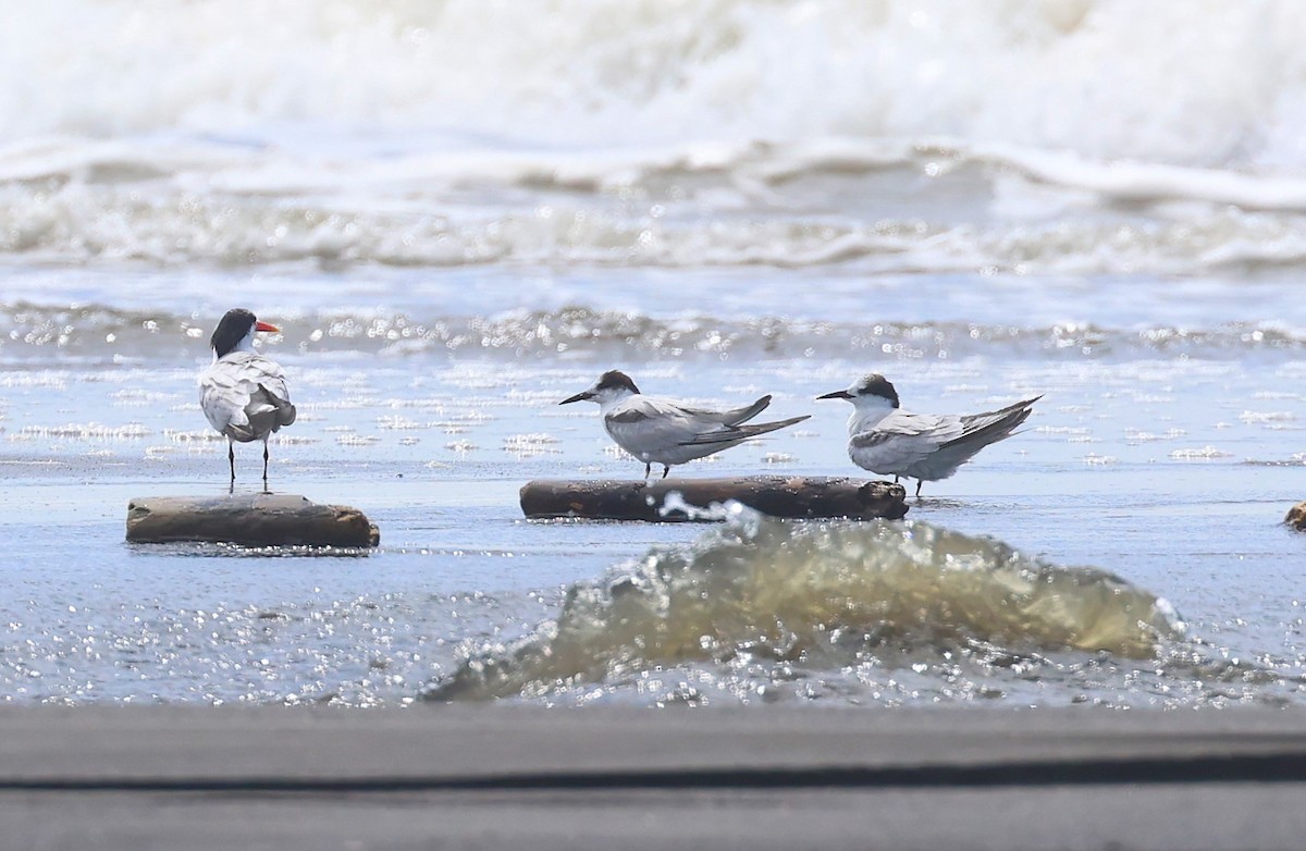 Common Tern - ML626421439