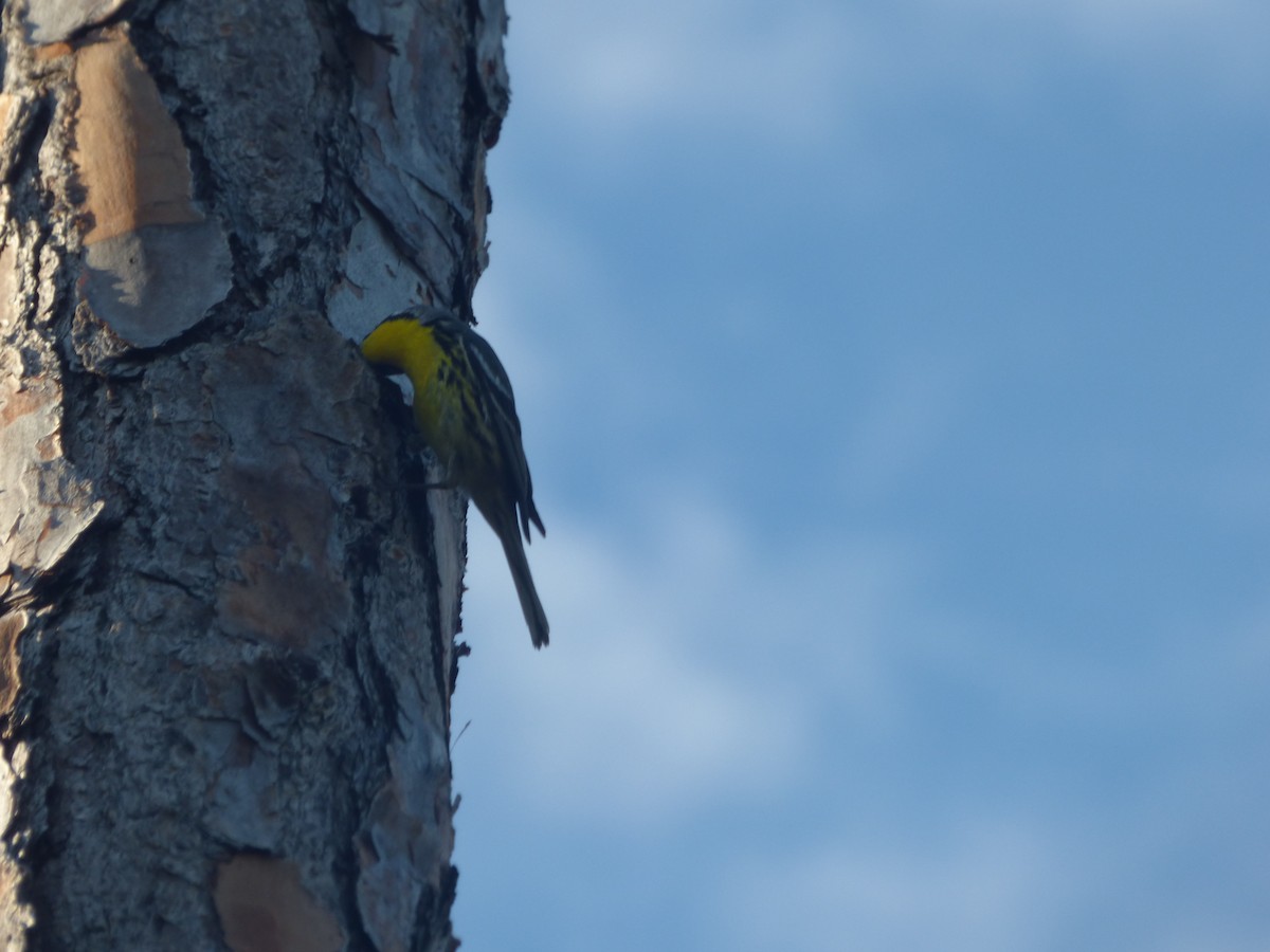 Bahama Warbler - ML626421465