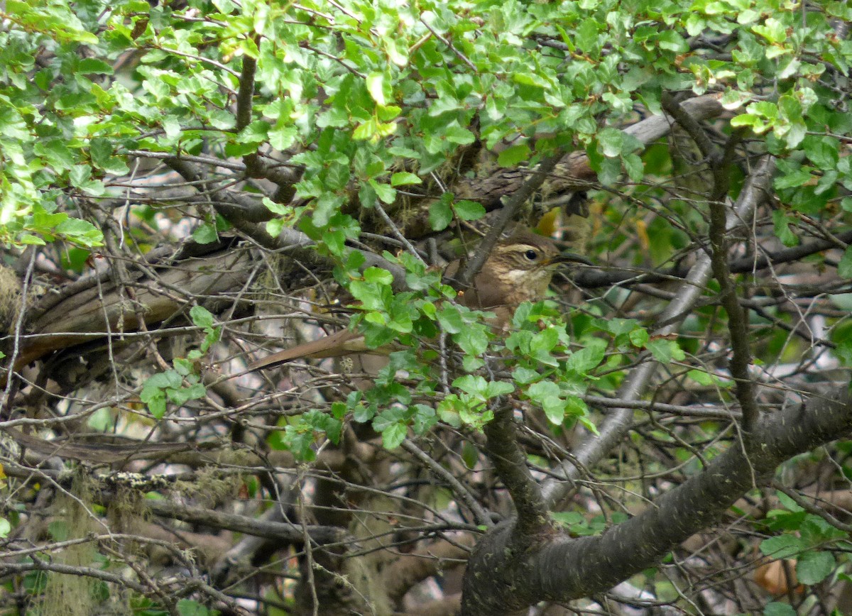 Scale-throated Earthcreeper - ML626421614