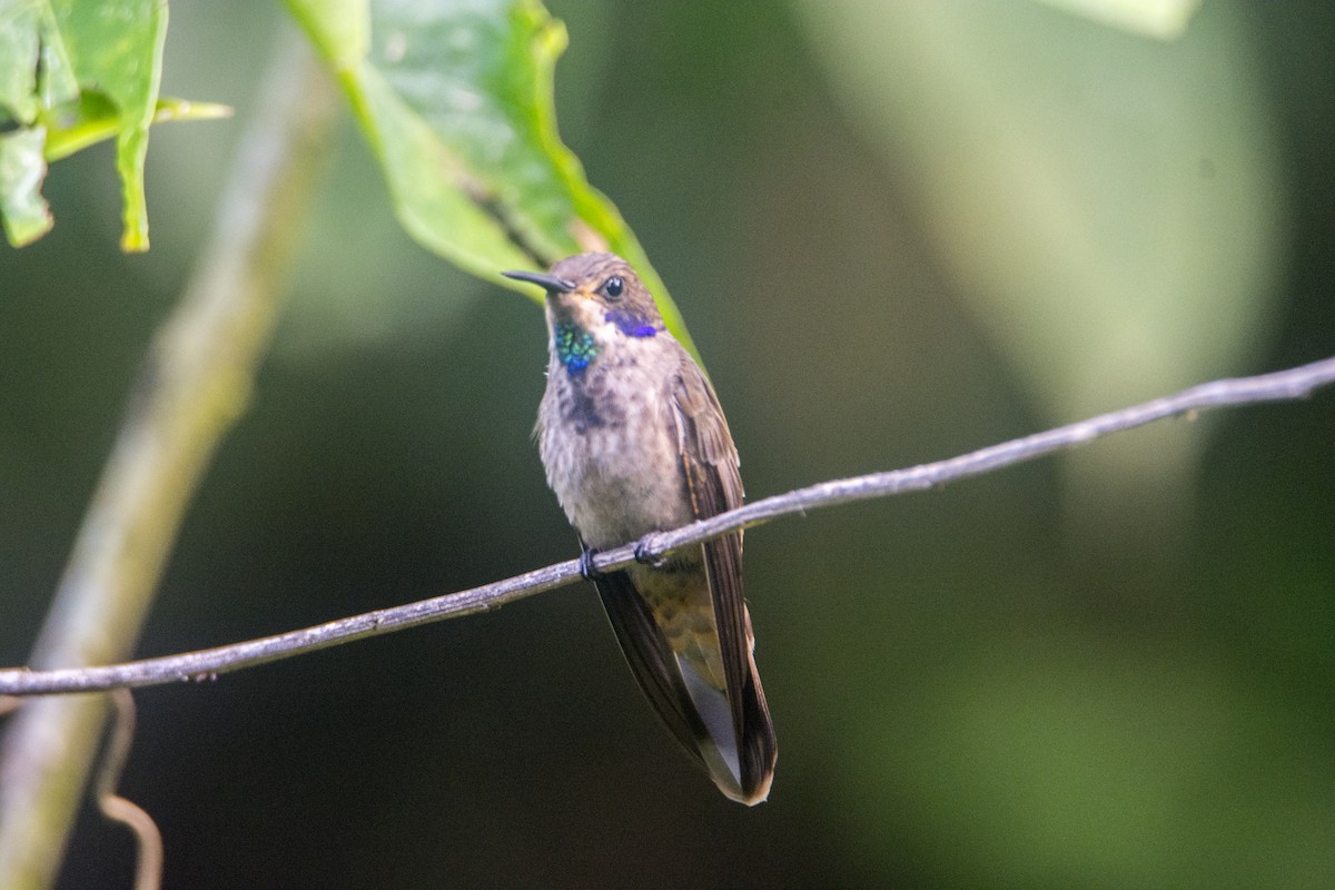 Brown Violetear - ML626421837