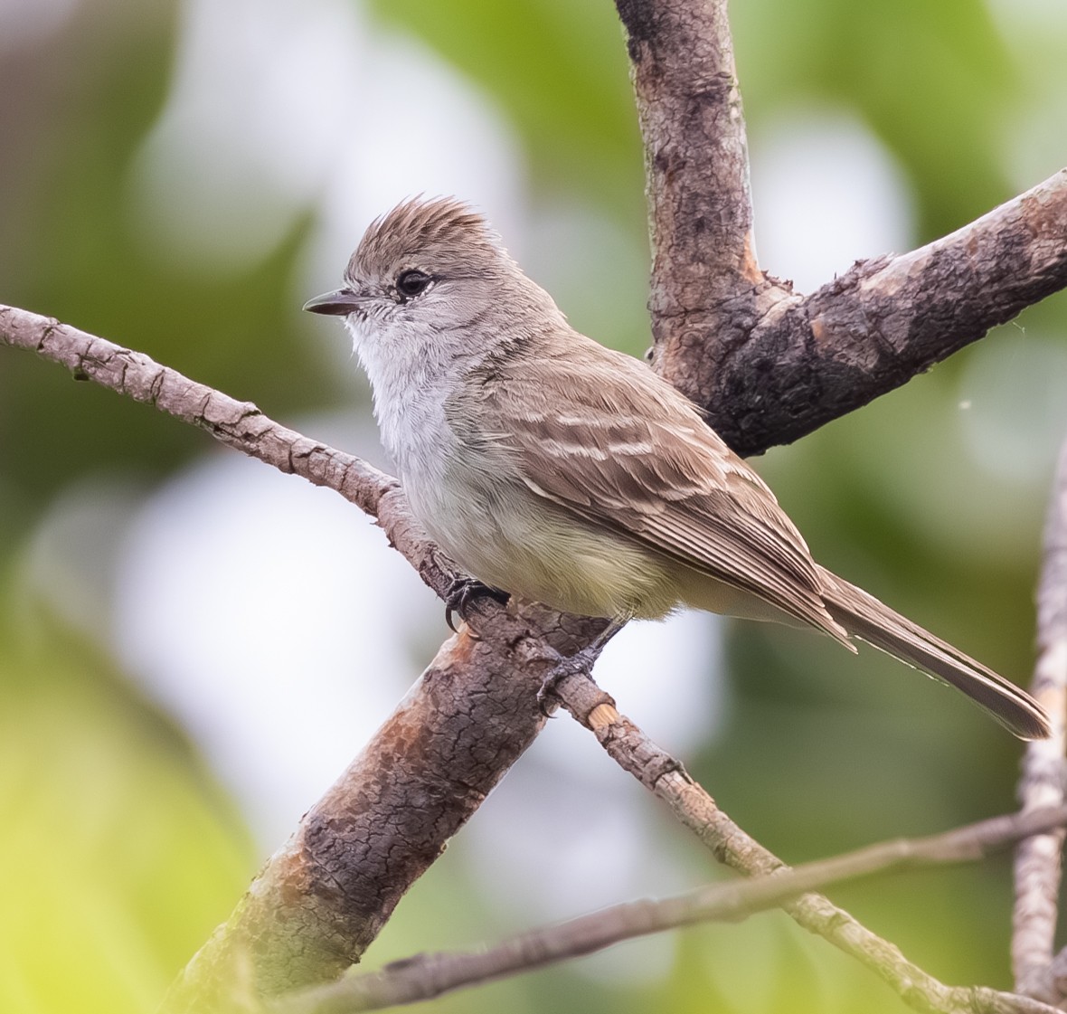 Southern Scrub-Flycatcher - ML626421864
