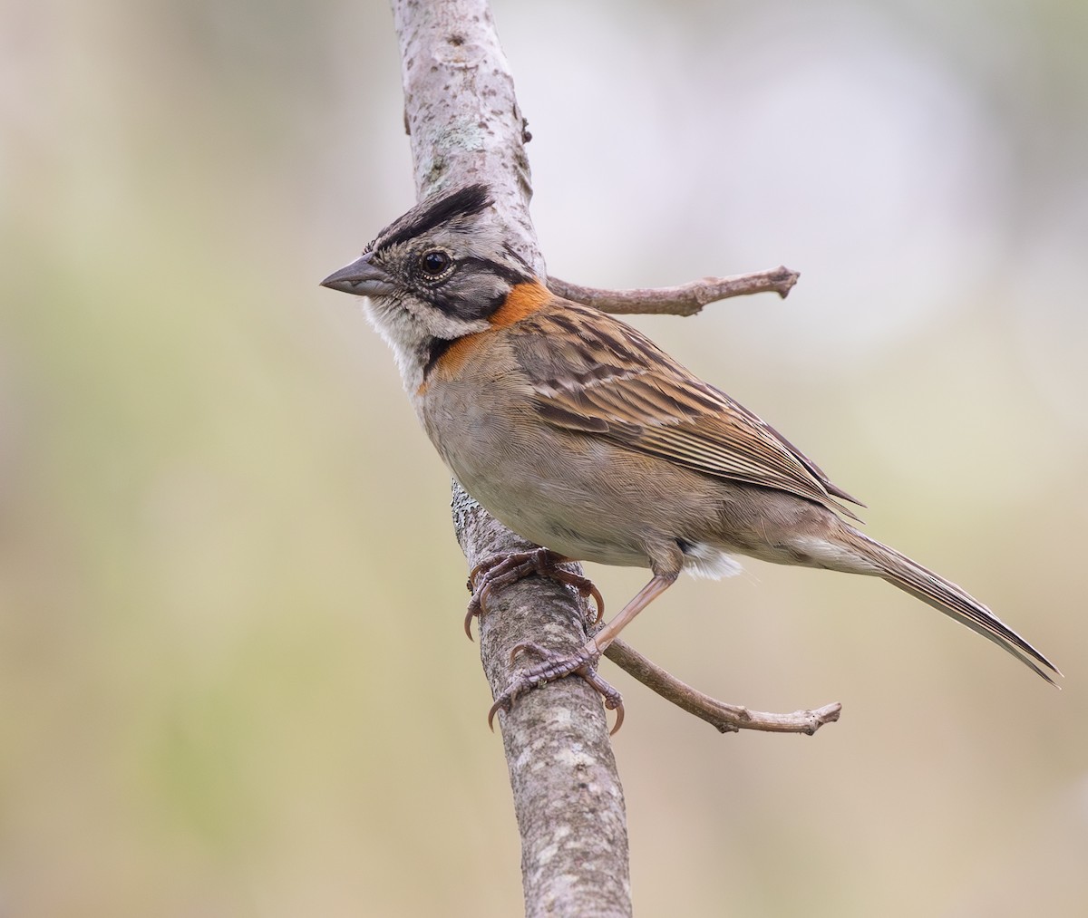 Rufous-collared Sparrow - ML626421865