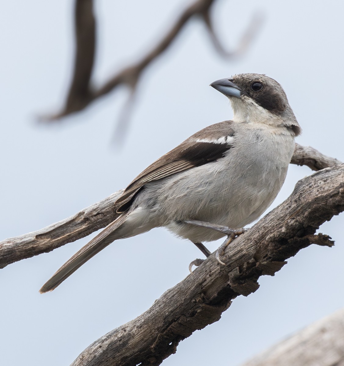 White-banded Tanager - ML626421867