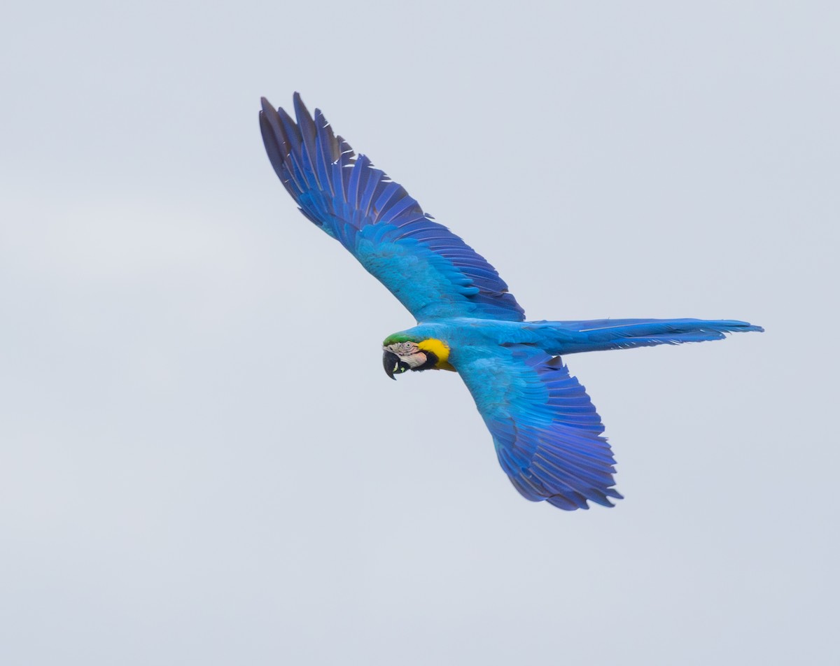 Blue-and-yellow Macaw - ML626421869