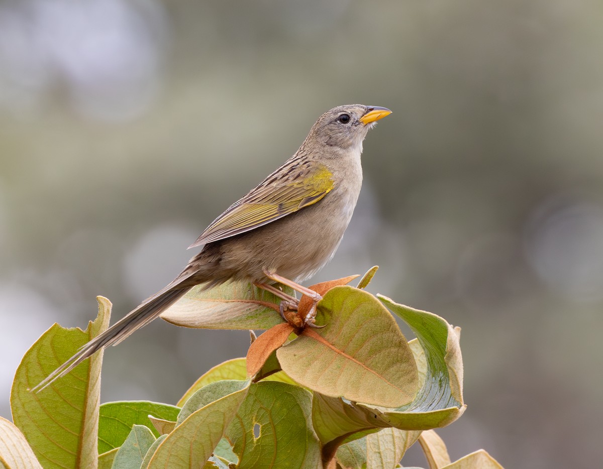 Wedge-tailed Grass-Finch - ML626421873